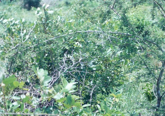 Southerly view obscured by thorny shrub.