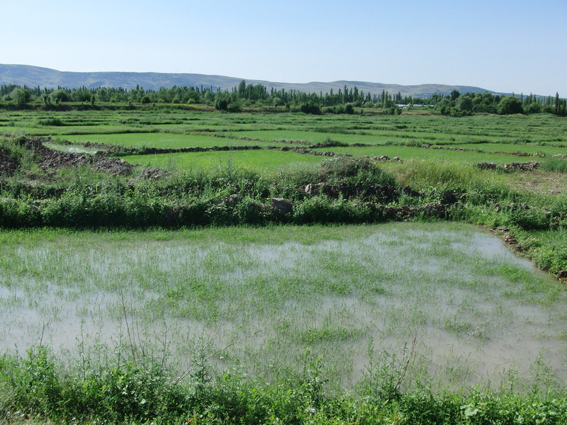 Ricefields