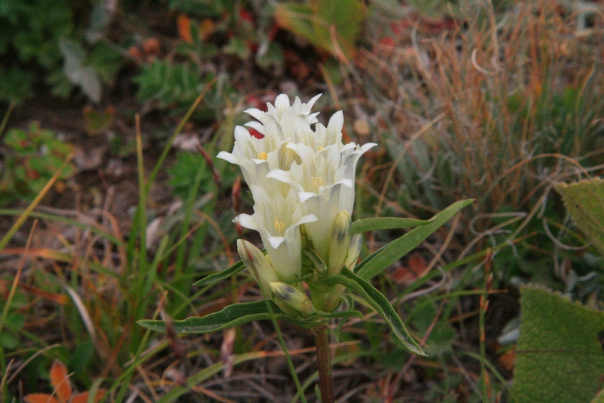 Alpine-like Flora at the confluence plateau