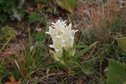 #10: Alpine-like Flora at the confluence plateau