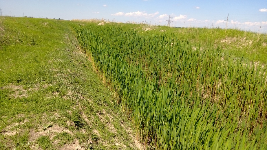 View West and irrigation canal