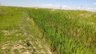 #5: View West and irrigation canal
