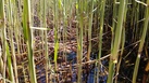 #7: Close up of irrigation canal