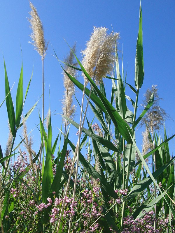 Plants growing near confluence