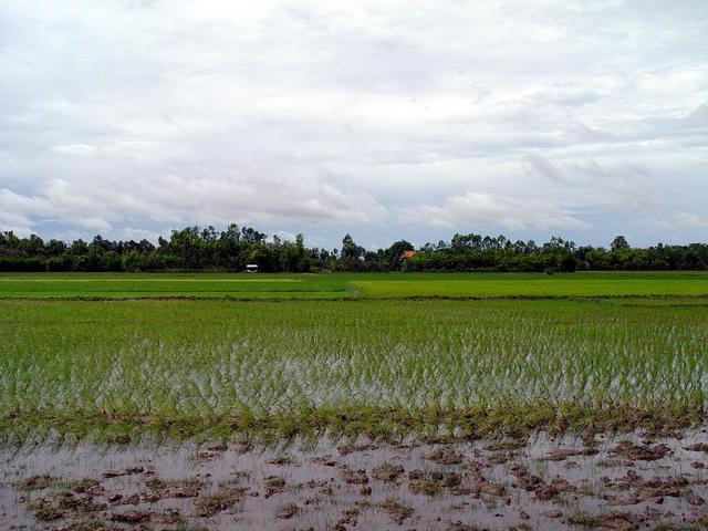 Paddy fields (south) with confluence (20m)