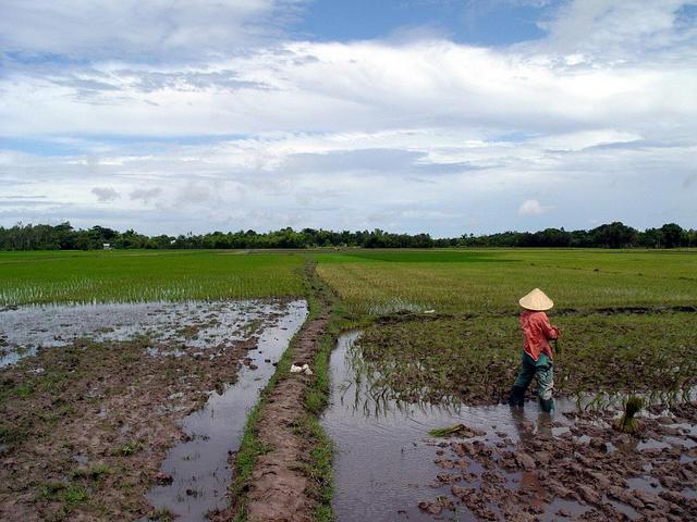 More paddy fields (west)