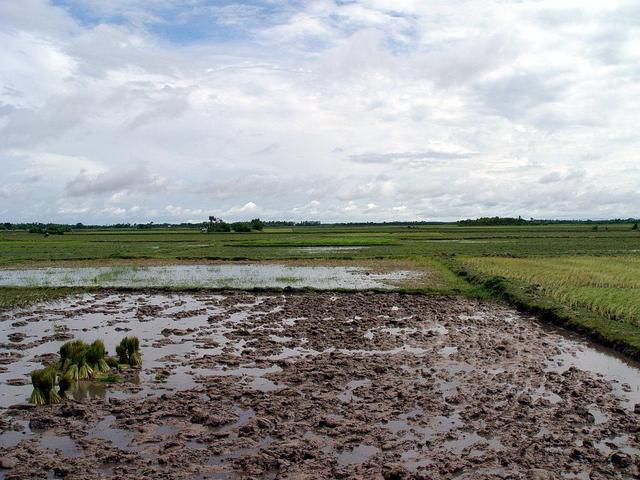 Even more paddy fields (north)