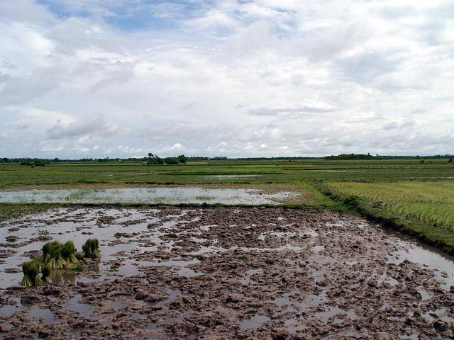 Even more paddy fields (north)