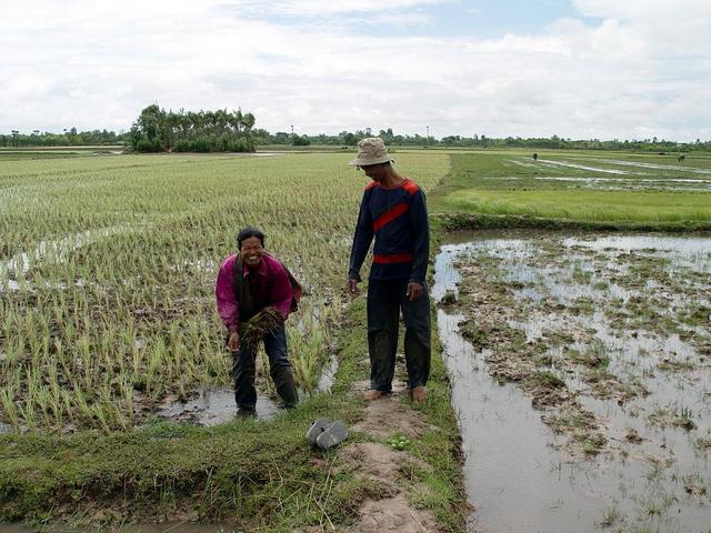 Finally paddy fields (east) with farmers