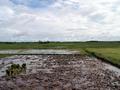 #3: Even more paddy fields (north)