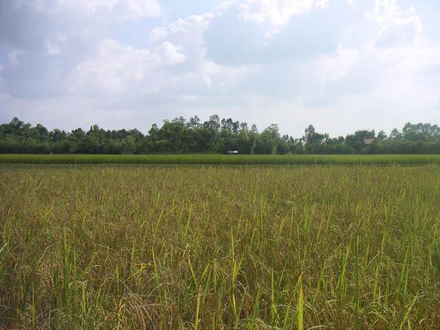 View South