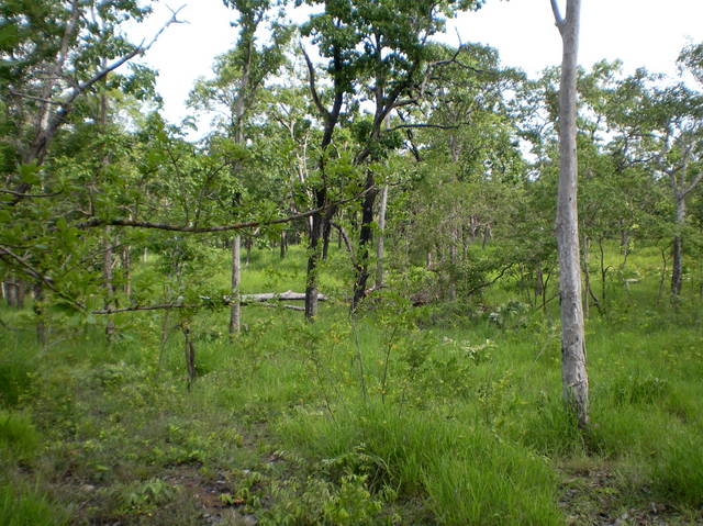 Looking South