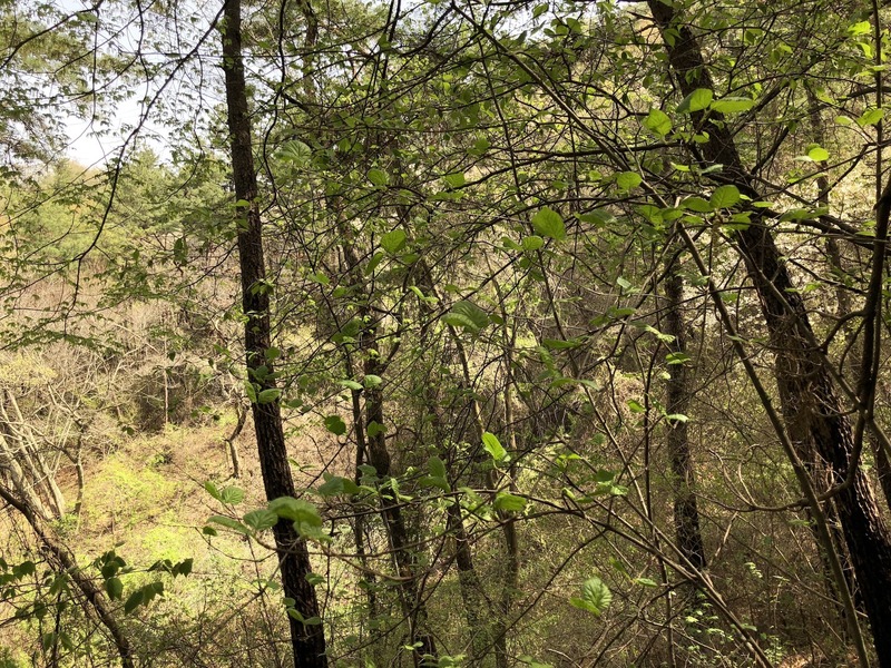 Looking east. This is the way I came in, wading through the trees.