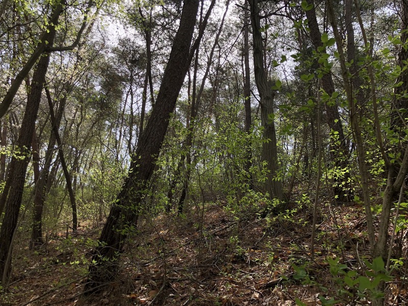 Looking south, you can see more trees.