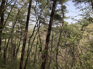 #1: Looking north, the hill leading to the peak of Mount Gomak is visible in the distance on the right.