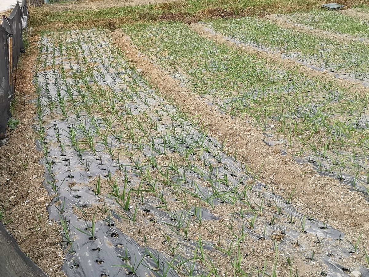 Garlic field