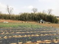 #2: Looking east, the crops continue on a bit until they reach a foliage.