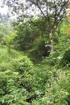 #1: Looking south; the confluence point is located within a dense forest.