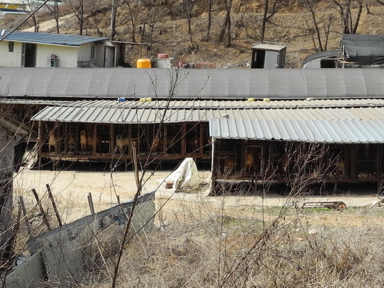 The dog farms on the way to the point