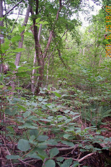 #1: Looking south; the actual confluence is about 100m towards this way.