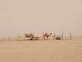 #2: Camels