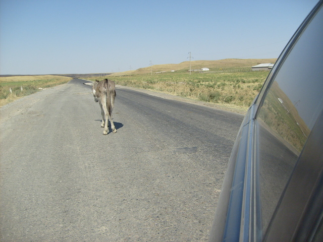 Ass on the road