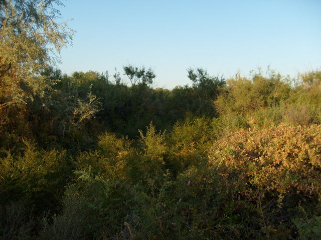 Looking towards the confluence; distance: 70 m