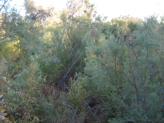 From the confluence looking north