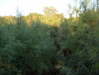 #2: From the confluence looking east