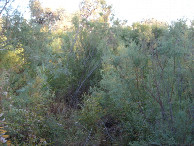 #3: From the confluence looking north