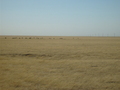 #8: Some cows, utility poles and the endless monotonous landscape