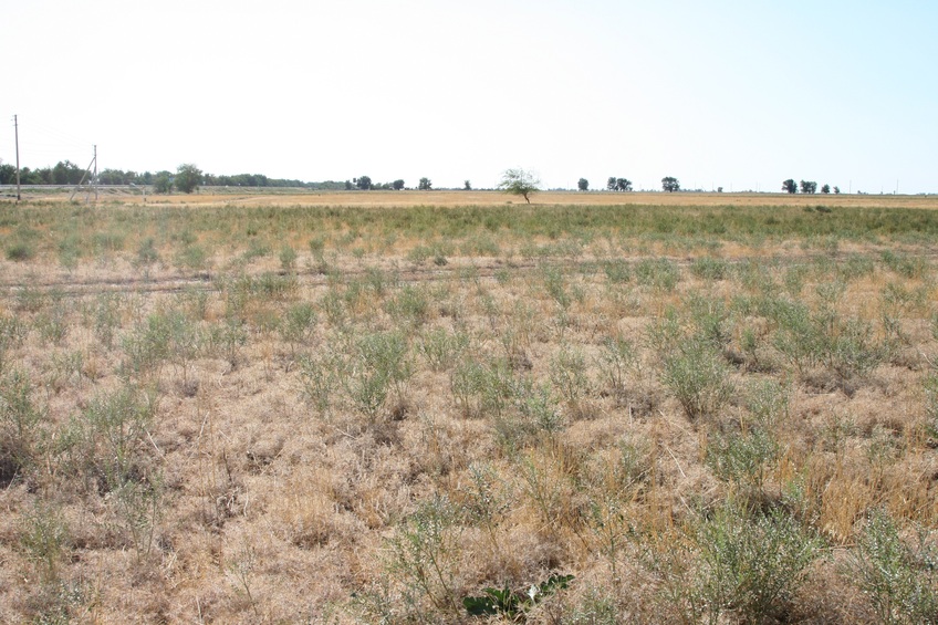 View West: Route to Tashkent