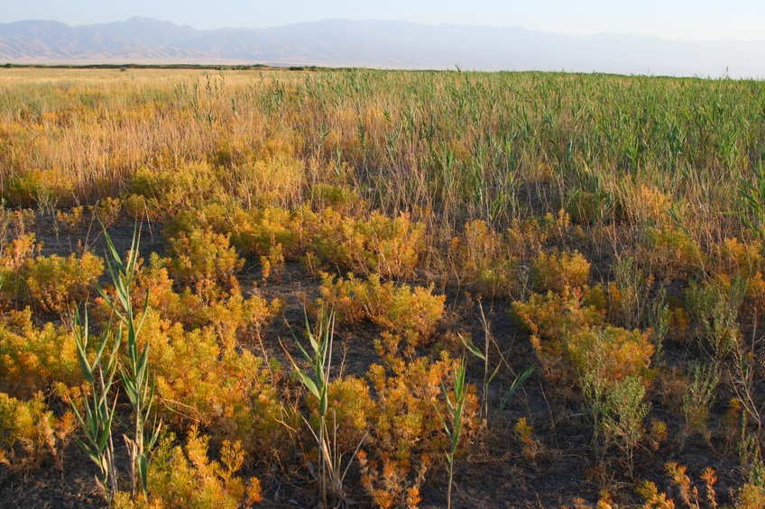 Confluence at a field