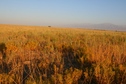 #4: View East: dry fields and Kyrgyz Ala Too disapearing haze