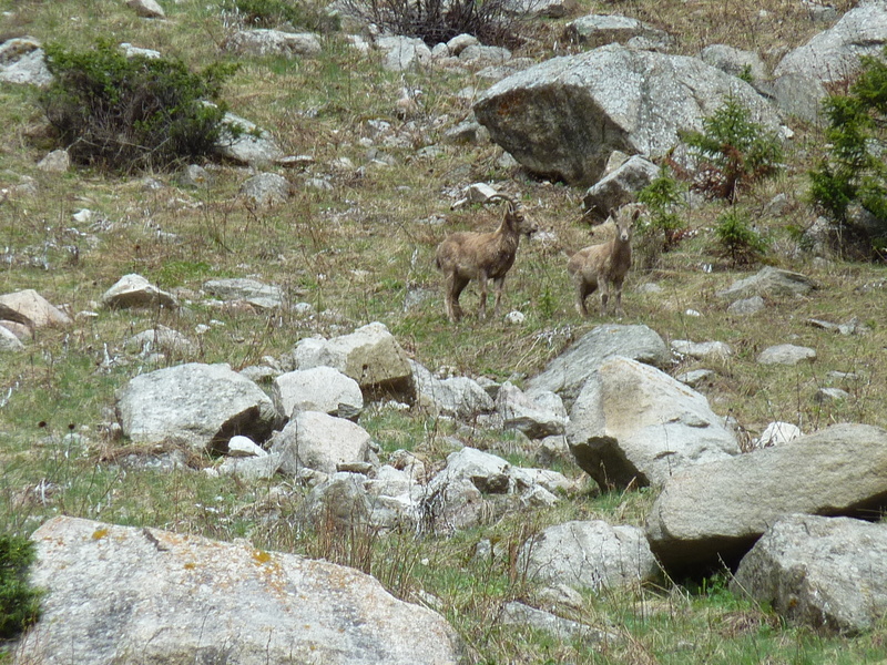 Wild goats