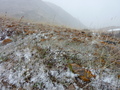 #5: Snow and flowers