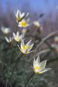 #9: Tulipa Buseana