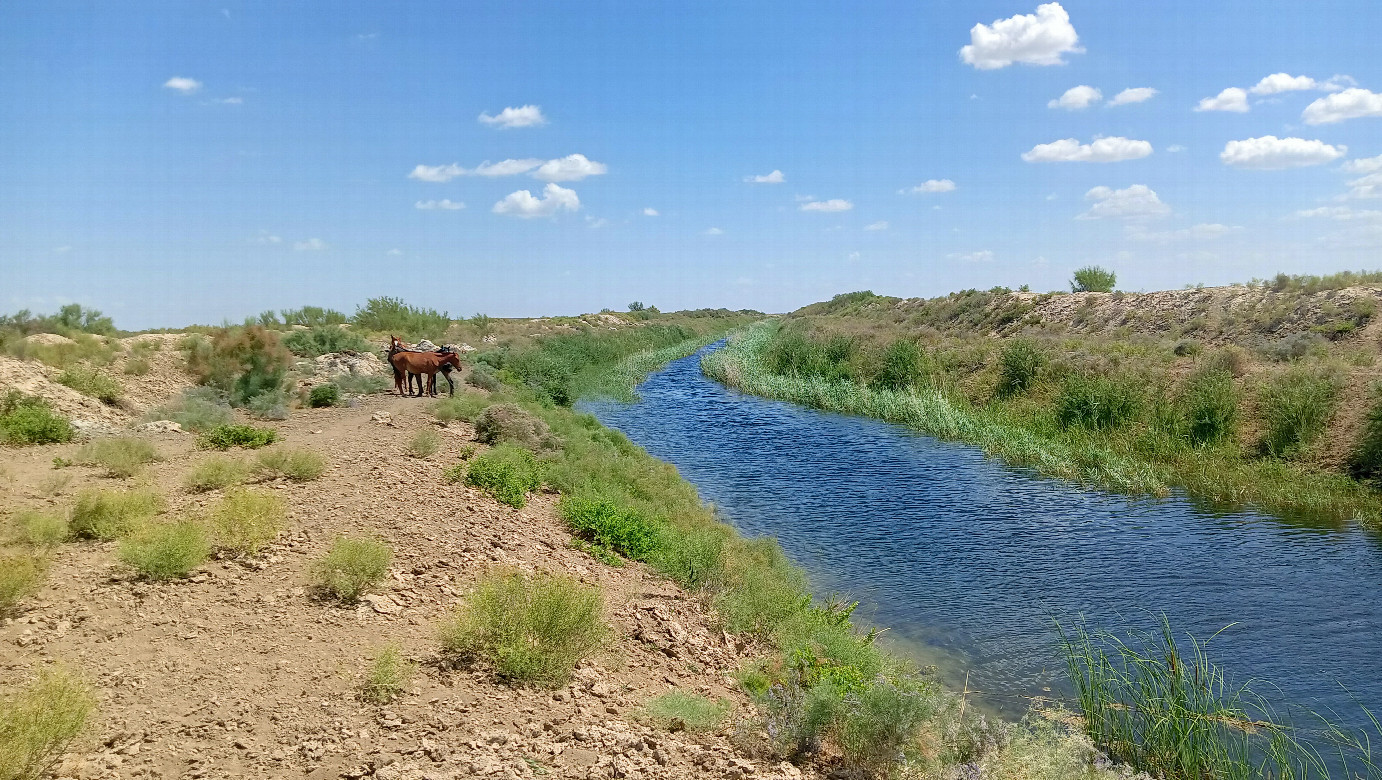 Canal and horses