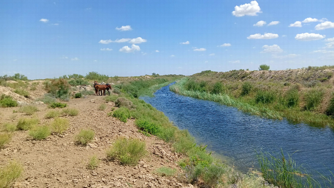 Canal and horses