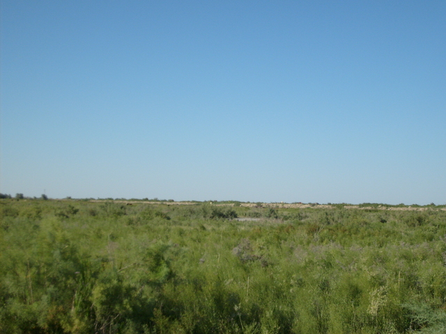 From the confluence looking north (some cows in the distance)