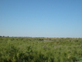 #2: From the confluence looking north (some cows in the distance)