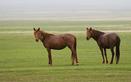 #6: Horses