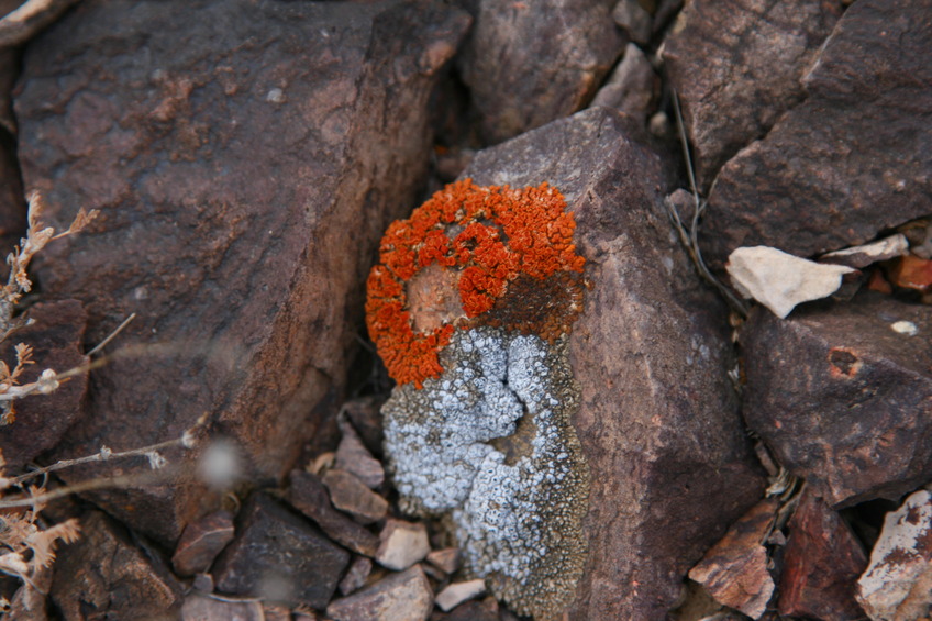 Lichen at the confluence