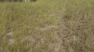#5: Dry grassland at confluence
