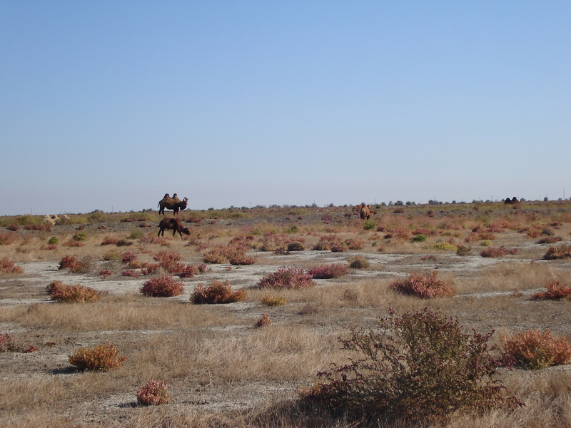 Camels along the way