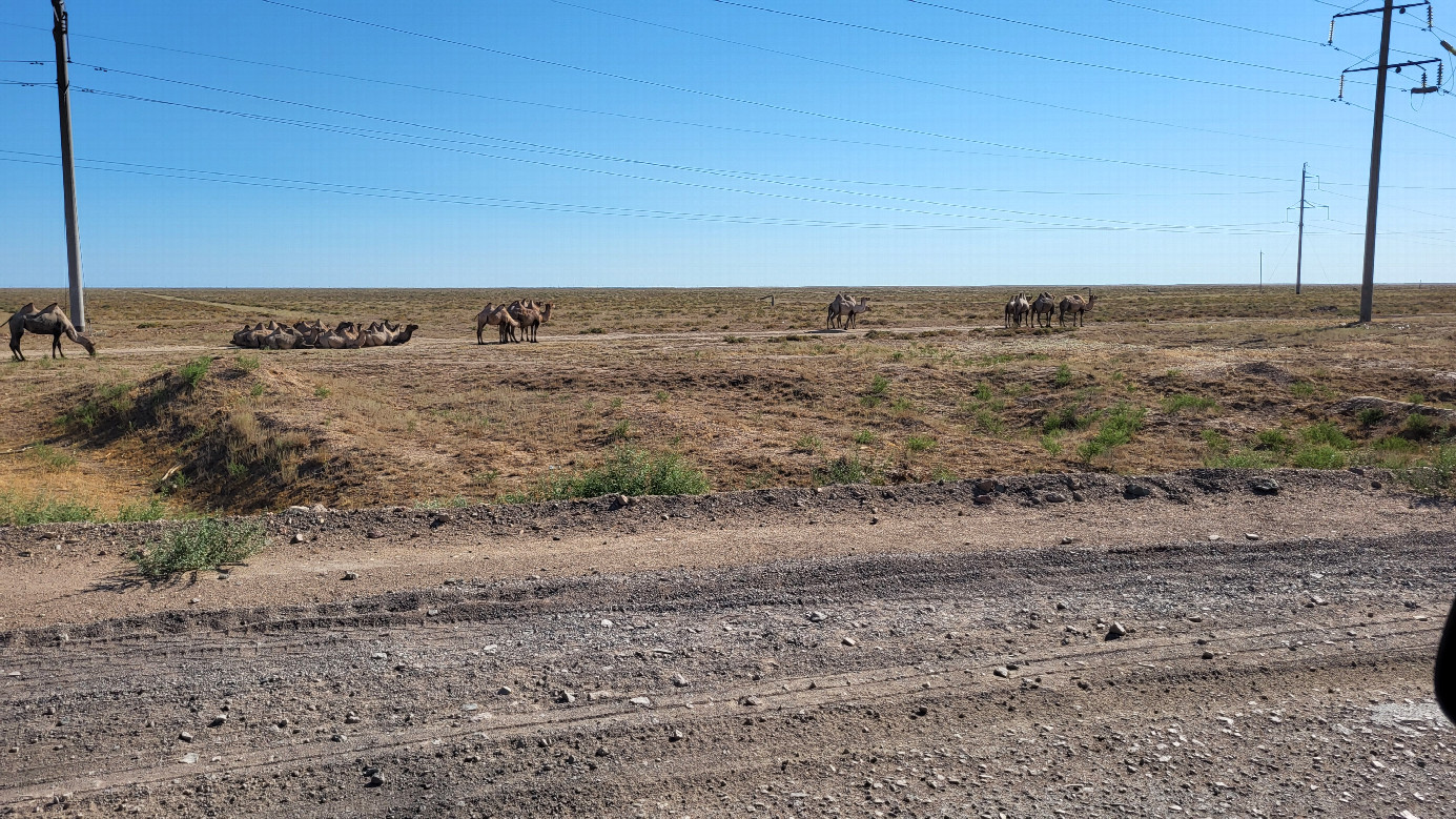 местная фауна / Local fauna