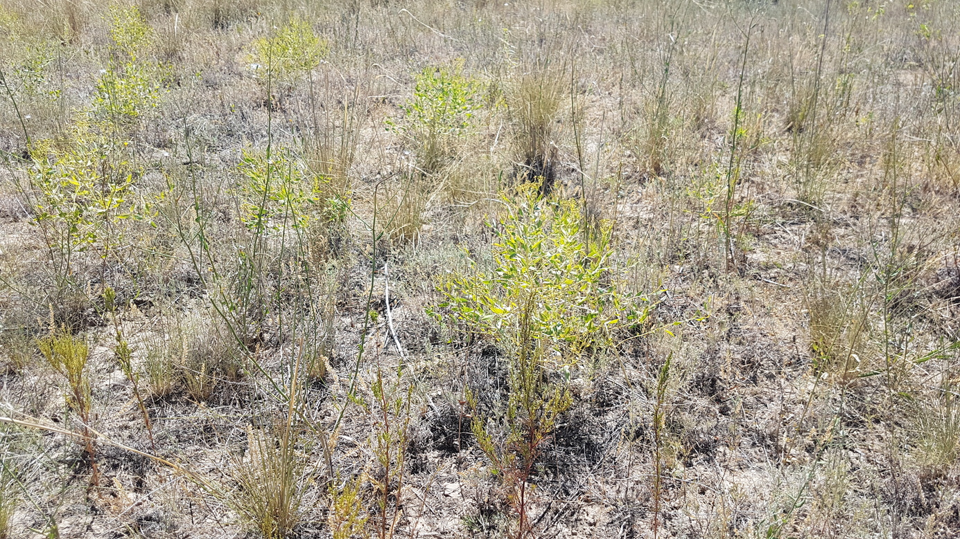 Plant at confluence point