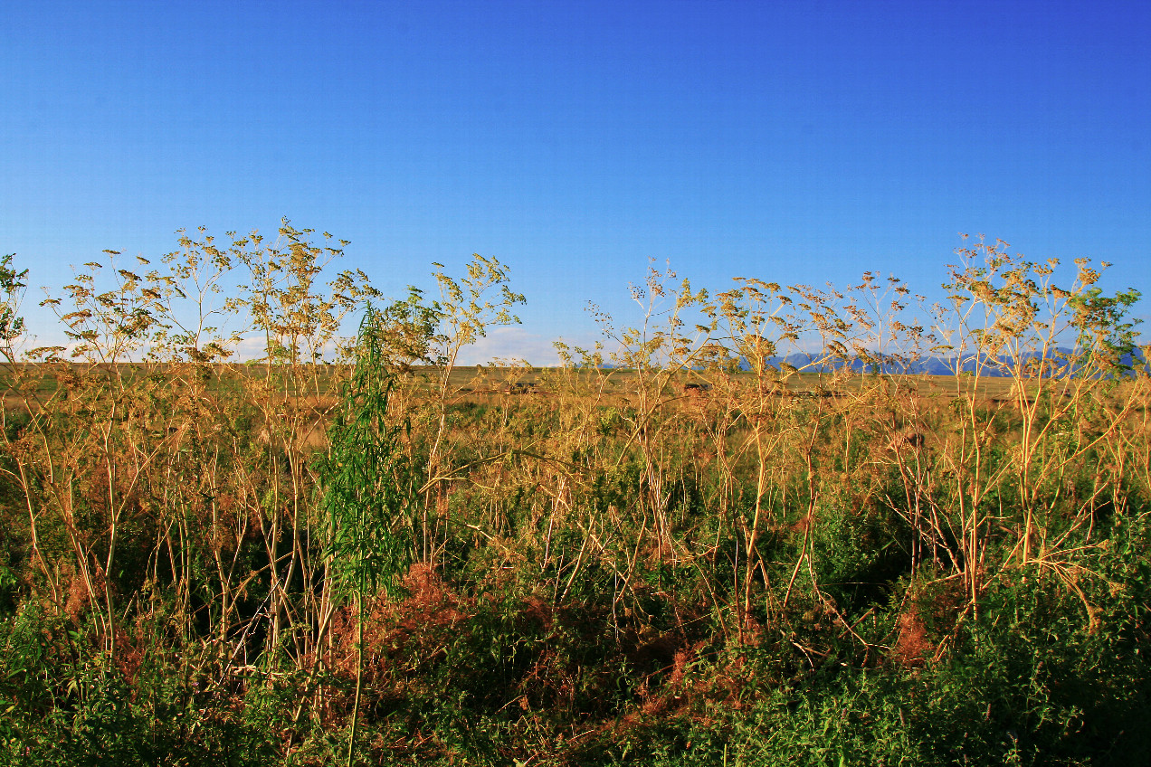 wild hemp at confluence point 