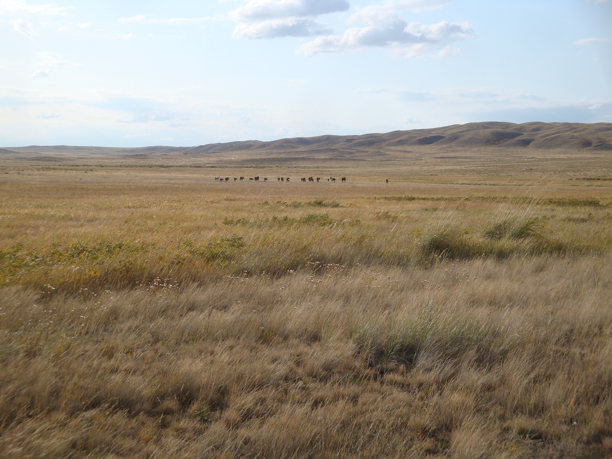 Табун лошадей / Herd of horses