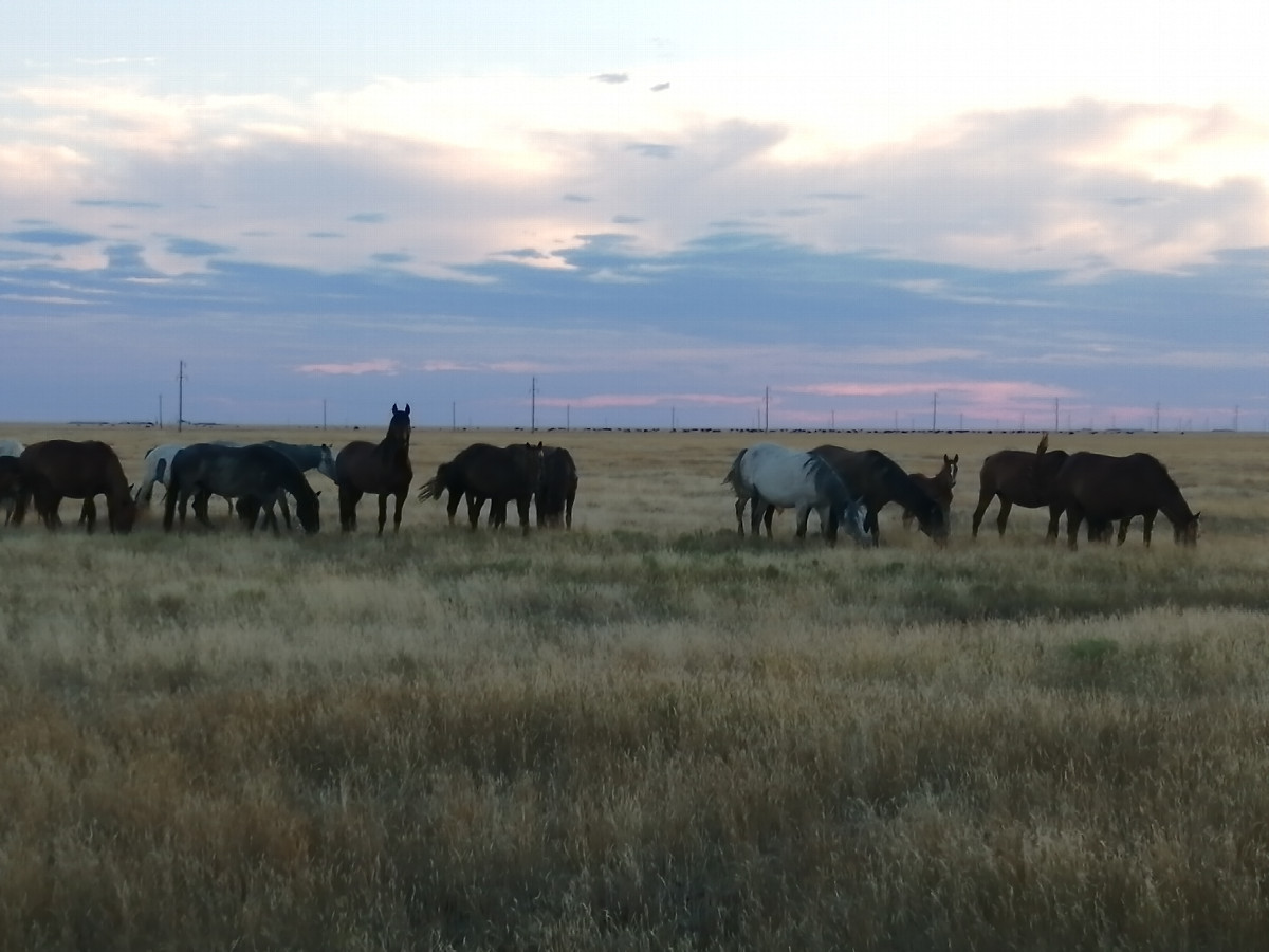 Herd of horses near the confluence